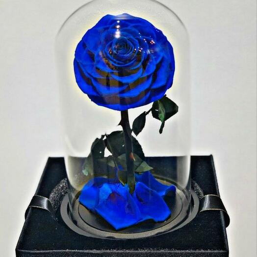 Singel preserved rose