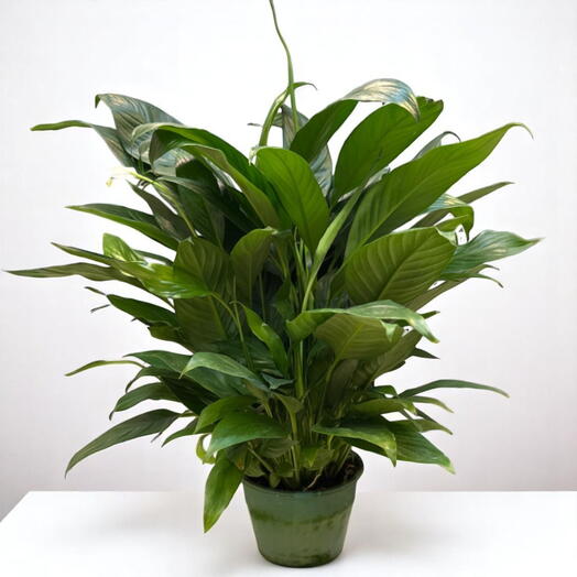 Peace Lily (Spathiphyllum) 60cm – Elegant Air-Purifying Indoor Plant