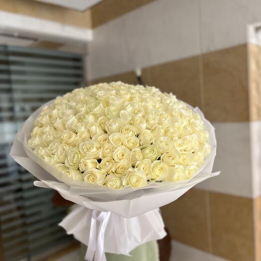 151 White Roses