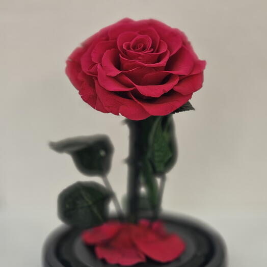 Red preserved rose