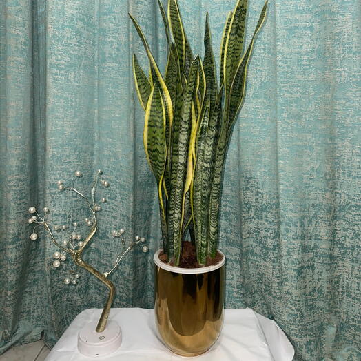 Сансевиерия в золотом керамическом горшке – очищающее воздух подарочное растение для дома, офиса