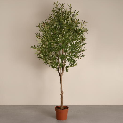 Olive Tree