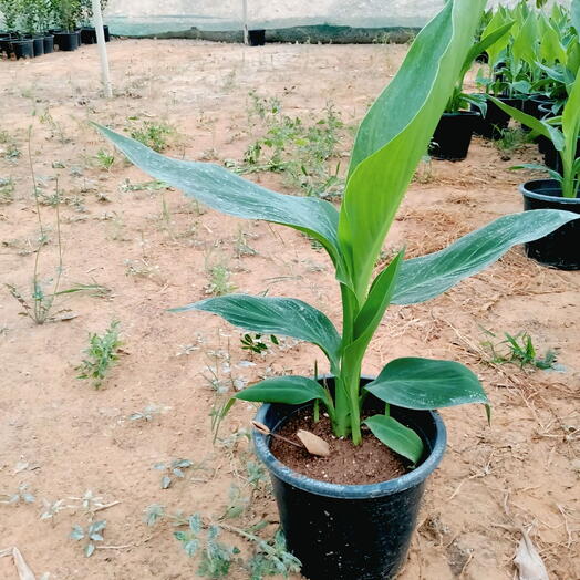 Canna Indica (Yellow Flower) 30-40CM (1x10 Pack)