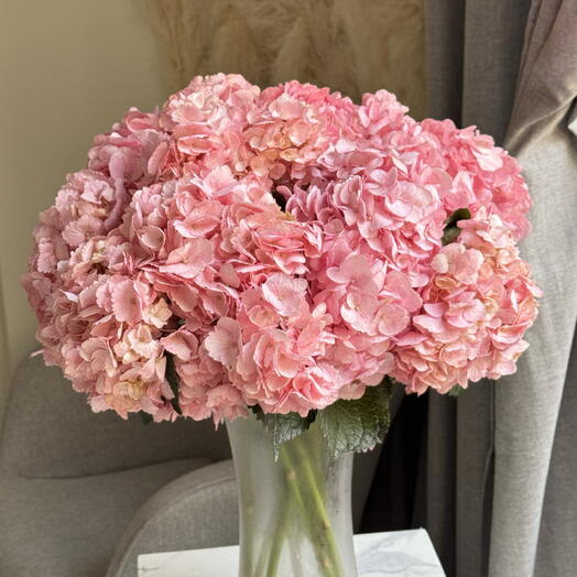 Hydrangea