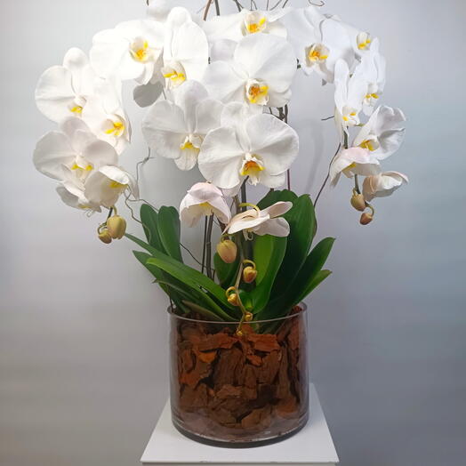نبات أوركيد فالينوبسيس