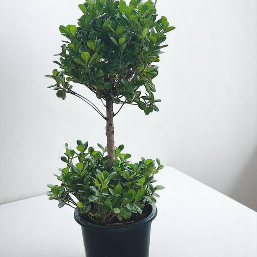 Фикус с несколькими стволами