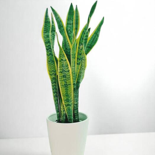Sansevieria Trifasciata (щучий хвост)