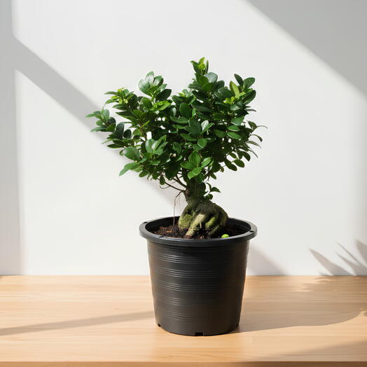 Фикус Гинсенг Бонсай