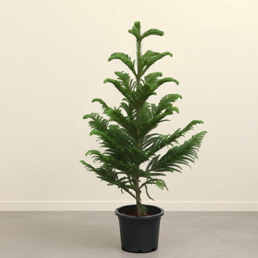 Араукария комнатная