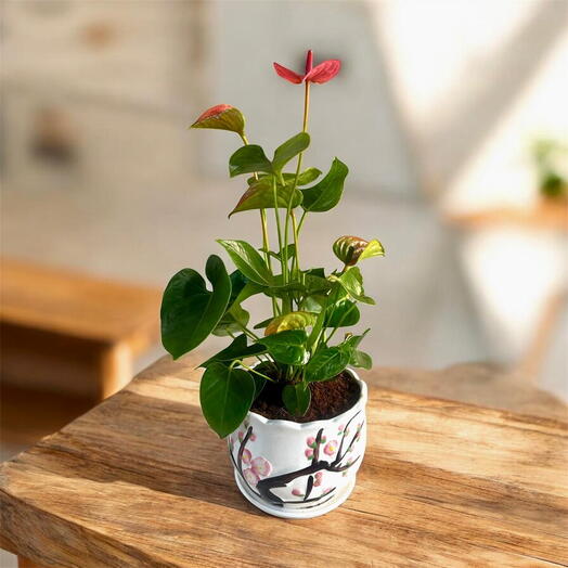 Антуриум розовый