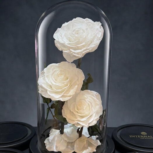 الوردة البيضاء الخالدة