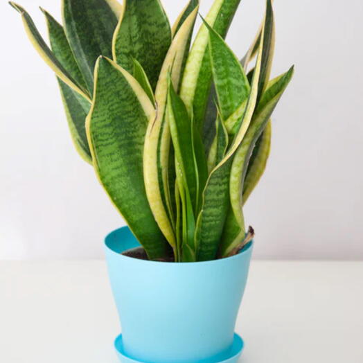 Snake Plant