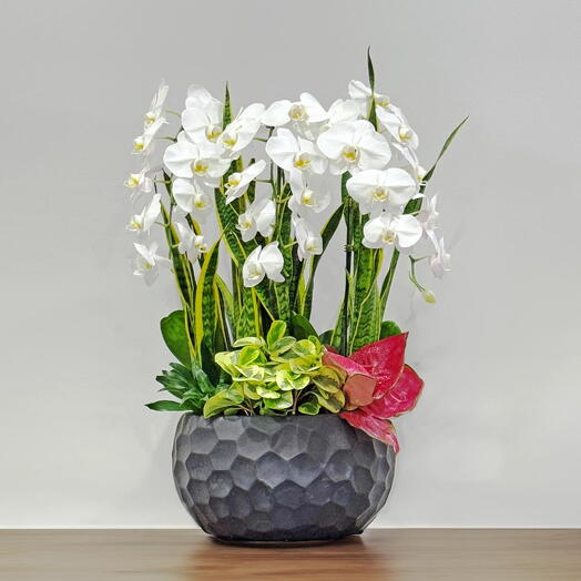 Фаленопсис Орхидея-комнатное растение