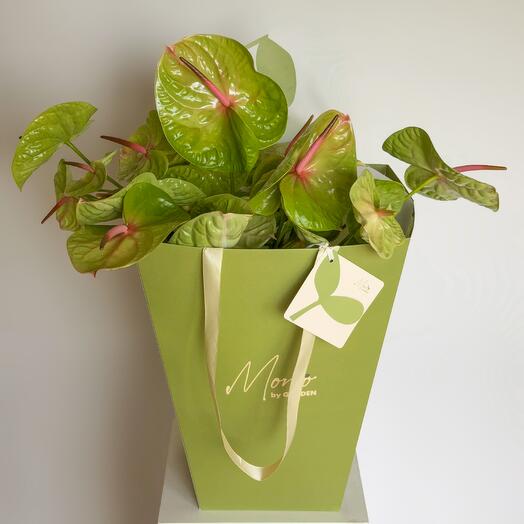Green anthuriums (20 pcs)