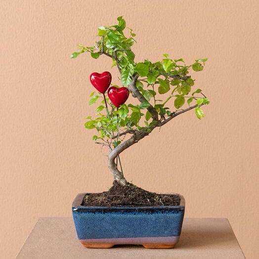 Бонсай любви