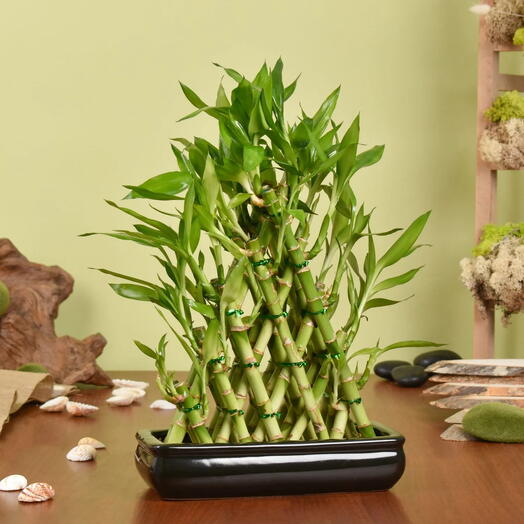 Triangular Lucky Bamboo