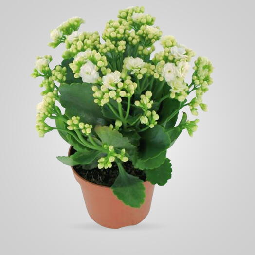Kalanchoe