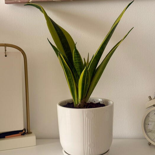 نبات الثعبان | نبات داخلي | هدية سهلة العناية