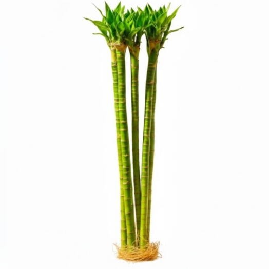 Bâton de bambou porte-bonheur Tiger - 70 cm - 3 pièces par paquet
