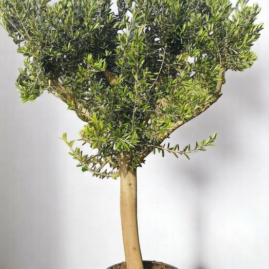 Большое оливковое дерево