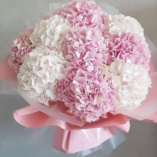Pink and White Hydrangea