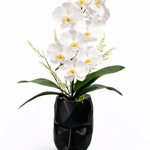 أوركيد أبيض بوجه أسود