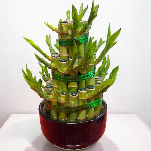 Three-Tier Lucky Bamboo – Elegant Feng Shui Plant for Home   Office