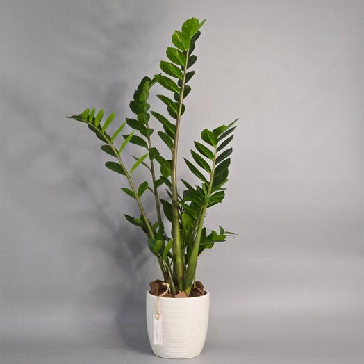 Zamioculcas Zamifolia (растение ZZ)