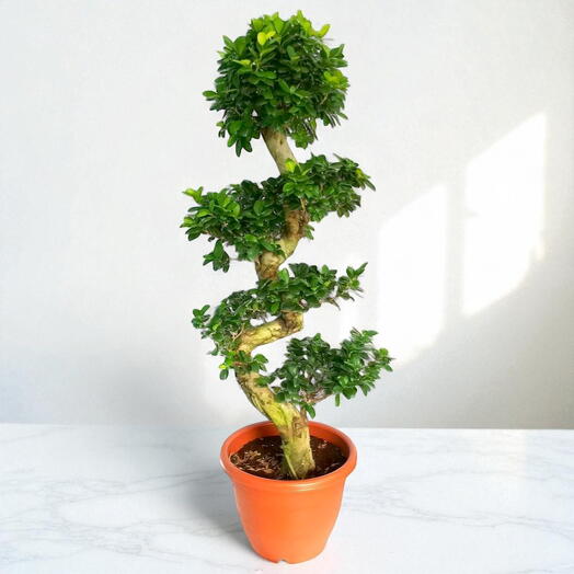 Фикус микрокарпа