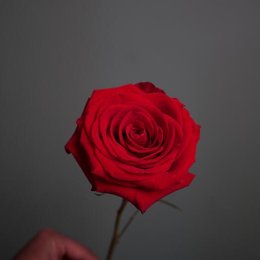 Красная роза Фридом Эквадор