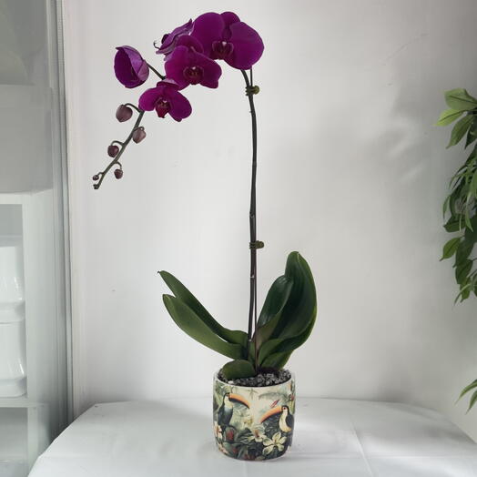 💜 Orchid Obsession! The Most Elegant Purple Phalaenopsis Orchid for Your Home! OrchidLove HomeDecor