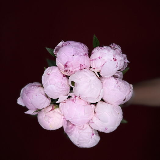 Премиальные пионы Сара Бернхардт: 10 стеблей