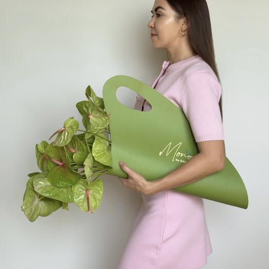 Anturio verde (30 uds)