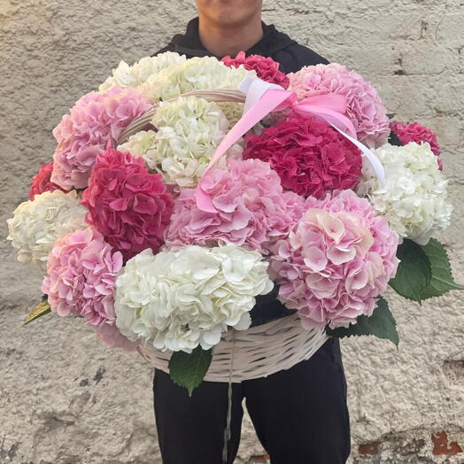 Роскошная нежно-розовая гортензия