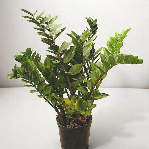 Замиокулькас замиифолия (ZZ растение)