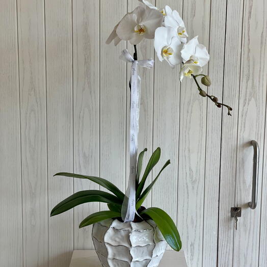 Одна орхидея в керамической вазе