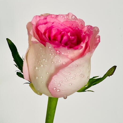Sovereign Pink Rose Stem 50cm