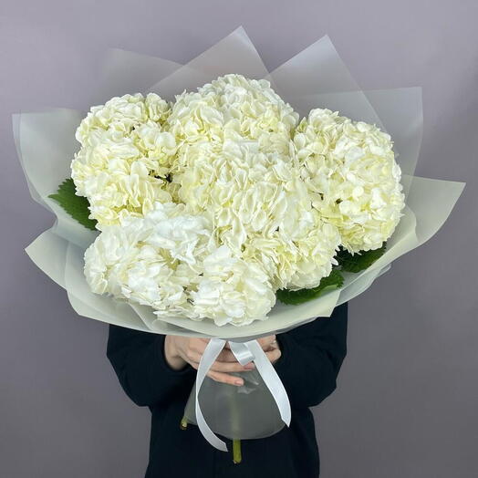 Классическая белая гортензия