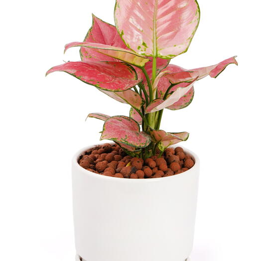 Agloanemo in white pot