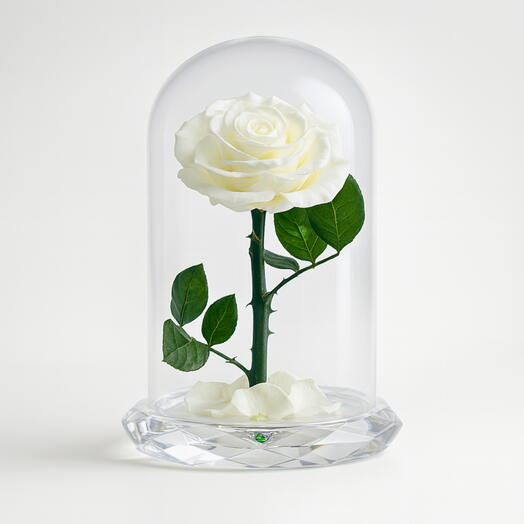 Forever Rose White
