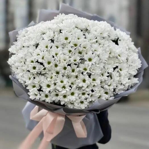 35 أقحوان "أنجل"