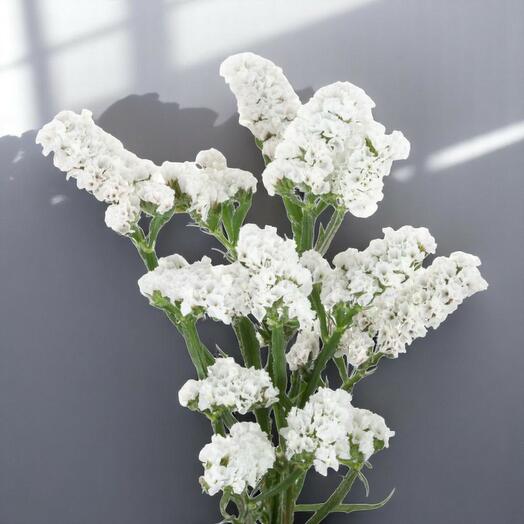 ستاتيس أبيض – لكل ساق الفئة: أزهار طازجة | زهور للحشو