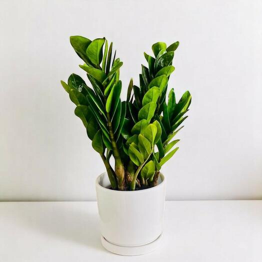 Замиокулькас замиелистный