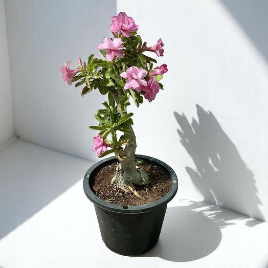 Adenium Obesum розовый