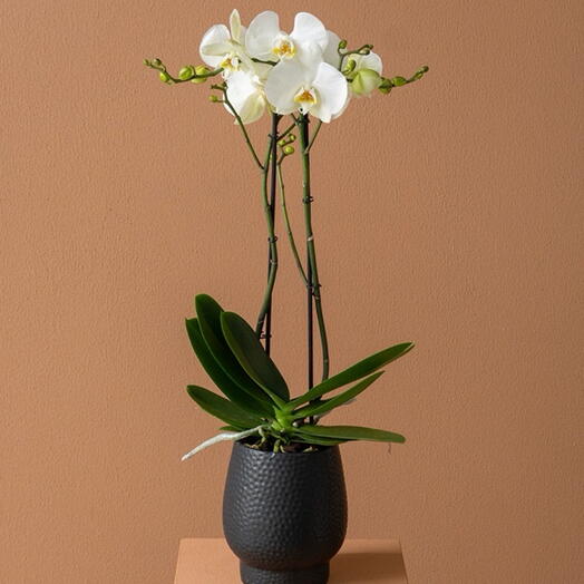 Белая орхидея