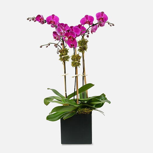 3-стебельный фиолетовый фаленопсис в керамическом горшке