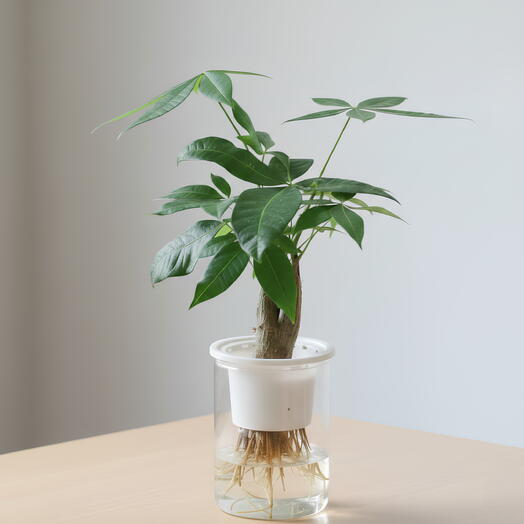 Водный бонсай