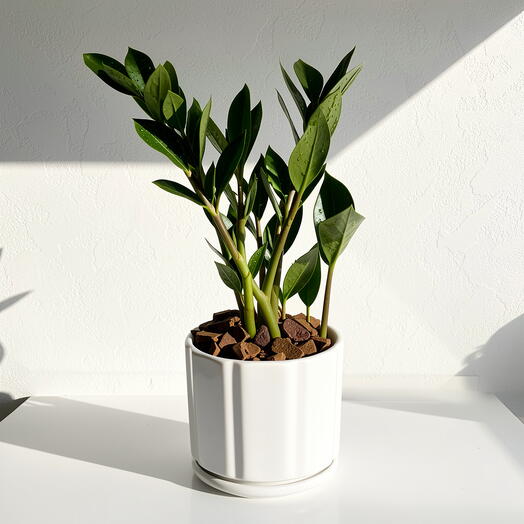ZZ PLANT